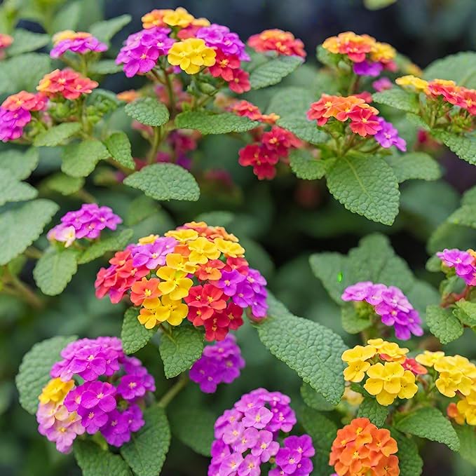 50+ Lantana Seeds: Vibrant Perennial Flowers for Summer Color