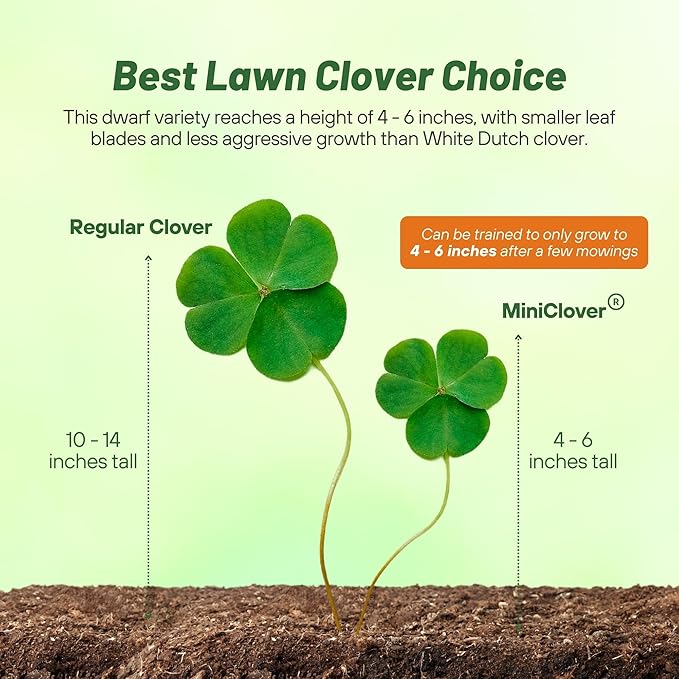 Outsidepride Perennial White MiniClover Seed - 1/4 lb. Dwarf, Small-Leaved, Drought & Wear-Tolerant Micro Clover Seeds for Lawn, Ideal Low-Maintenance & Easy to Grow Ground Cover Seeds for Home Yard