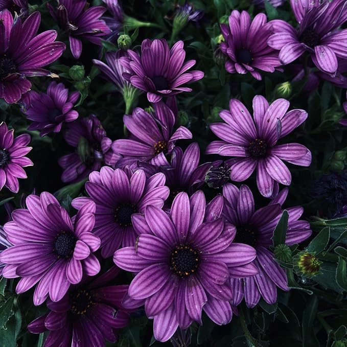 Mixrug African Daisy Seeds for Planting, 150pcs Osteospermum Daisy Seeds Non-GMO Heirloom Perennial Rare Colorful Flower Plants, Open Pollinated Beauty Home Garden Flowers for Outdoors