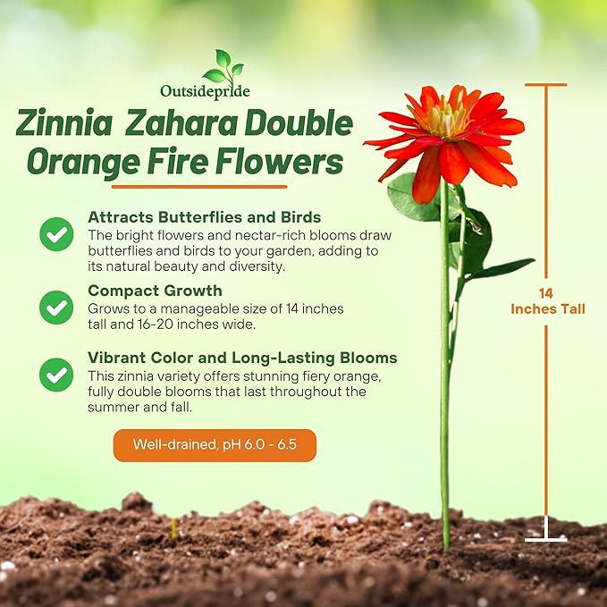 Outsidepride Marylandica Zahara Double Fire Zinnia Seeds for Planting Outdoors – 50Pcs Annual, Heat & Drought Tolerant, Butterfly-Attracting, Ideal for Plant Beds & Cut Flower Garden (AAS Winner)