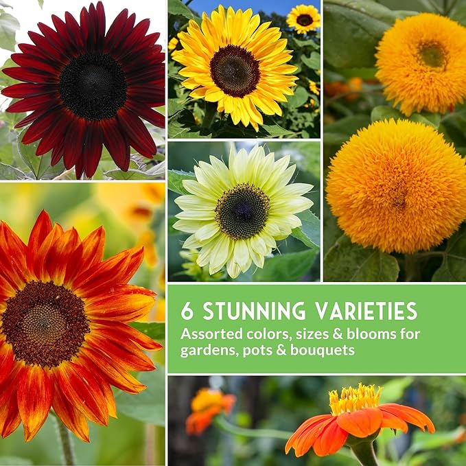 Sunflower Seeds Collection for Planting | 6 Variety Pack – Autumn Beauty, Black Russian, Chocolate Cherry, Sungold, Lemon Queen & Mexican Sunflower – Heirloom Non-GMO – Survival Garden Seeds