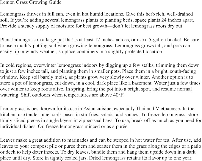 Lemongrass Plant- 3 Seperate in 2.25 Inch Size! Non GMO! Organic! Also Known As Fever Grass, Cymbopogon Citratus/by Daylily Nursery