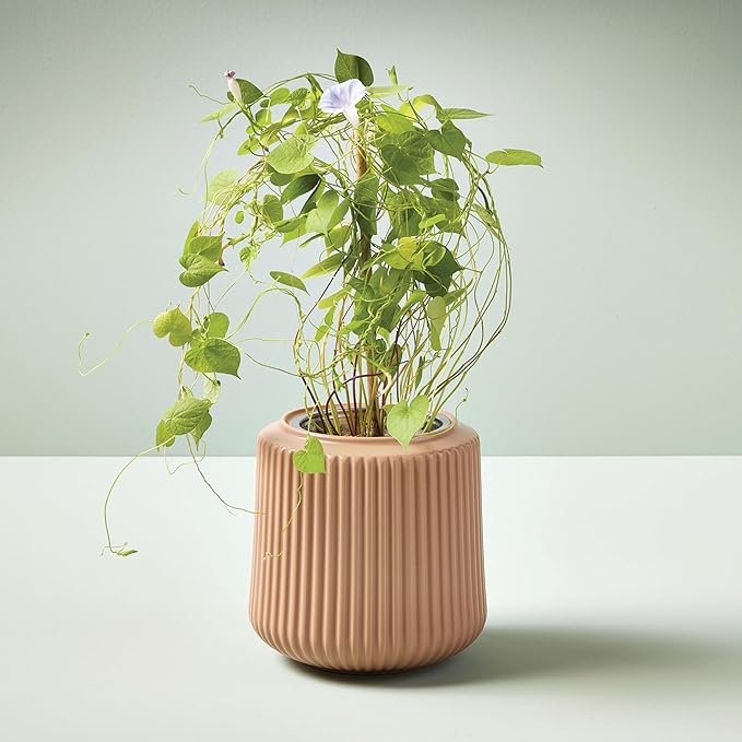 Modern Sprout Flower Grow Kit - Ceramic Planter with Indoor Hydroponics Growing System Kit Ideal for Living Room Decor - Unique Gardening Gifts - Morning Glory Self Watering Flower Planting Kit