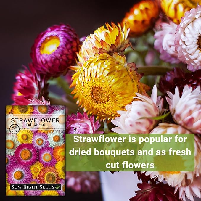 Sow Right Seeds - Tall Mixed Strawflower Seeds - Non-GMO Heirloom Packet with Instructions to Grow - Beautiful to Plant in Your Flower Garden - Cut Flower Favorite - Wonderful Gardening Gift (4)