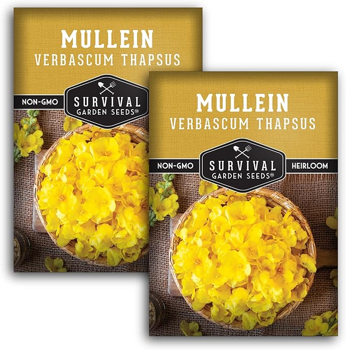 Mullein Seeds for Planting - Verbascum Thapsus Medicinal Biennial Herb with Tall Yellow Flowers - Heirloom Non-GMO Open Pollinated Pollinator Friendly - Survival Garden Seeds (2 Pack)