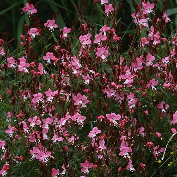 300+ Gaura Flower Seeds for Planting, Mixed Color Gaura Seed, Perennial Flower Plants, Non-GMO Heirloom Gaura Seeds for Outdoor Garden