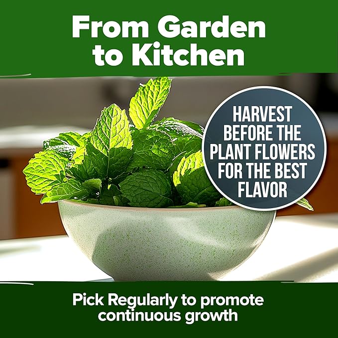 HOME GROWN Peppermint Seeds 2 Pack (Mentha × piperita) – 4,740 Heirloom Mint Seeds for Planting – Grow Indoors or Outdoors, Kitchen Herb Garden Favorite
