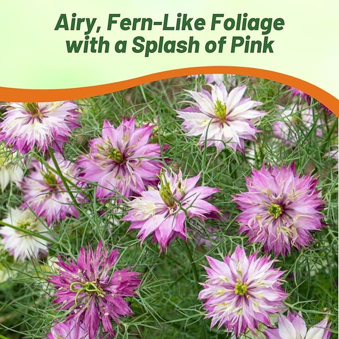 Outsidepride Jewels Rose Nigella Seeds - 1000 Pcs Annual Flower Seeds for Planting with Vibrant Blooms & Lacy, Fern-Like Foliage, Attractive Cut Flower for Small Garden Spaces & Floral Arrangements