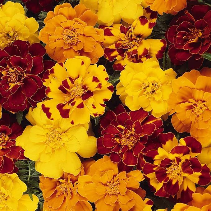 French Marigold Flower Garden Seeds - Durango Series - Mix - 1000 Seeds - Annual Flower Gardening Seed - Tagetes patula