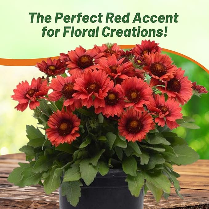 Outsidepride Gaillardia Grandiflora Mesa Red Blanket Seeds for Planting - 50 Pcs Perennial Flower Seeds, Heat & Drought Tolerant for Xeriscaping, Borders, & Small Garden Spaces
