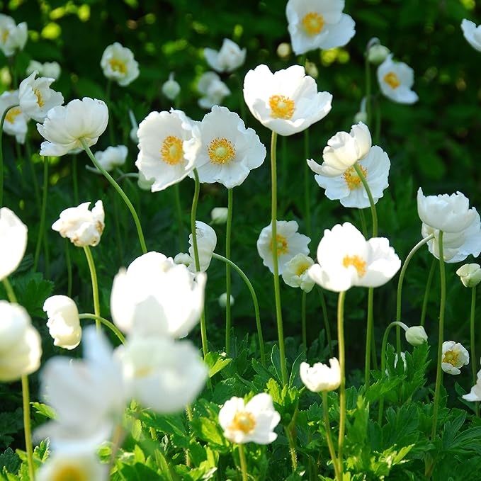 Easy to Grow Anemone Bride 20 Plant Bulbs - White Flowers in Spring, Full Sun Zones 8-10