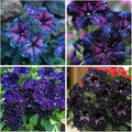 247+ Rare Perennial Petunia Seeds for Planting,Dwarf Wave Petunia Flowers Seeds to Plant Garden Hanging Baskets Flower Vine, High Germination Rate in Home Gardens