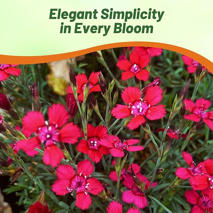 Outsidepride Deltoides Maiden Pink Dianthus Seeds for Planting - 5000 Pcs Easy to Grow Hardy Perennial Flower Seeds with Colorful & Fragrant Blooms for Mixed Plantings, Containers & Pollinator Gardens