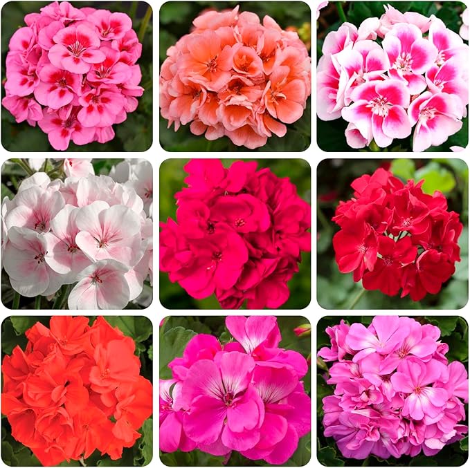 10+Geranium Flower Seeds for Planting-Perennial Geranium Bedding Basket Plant Seeds