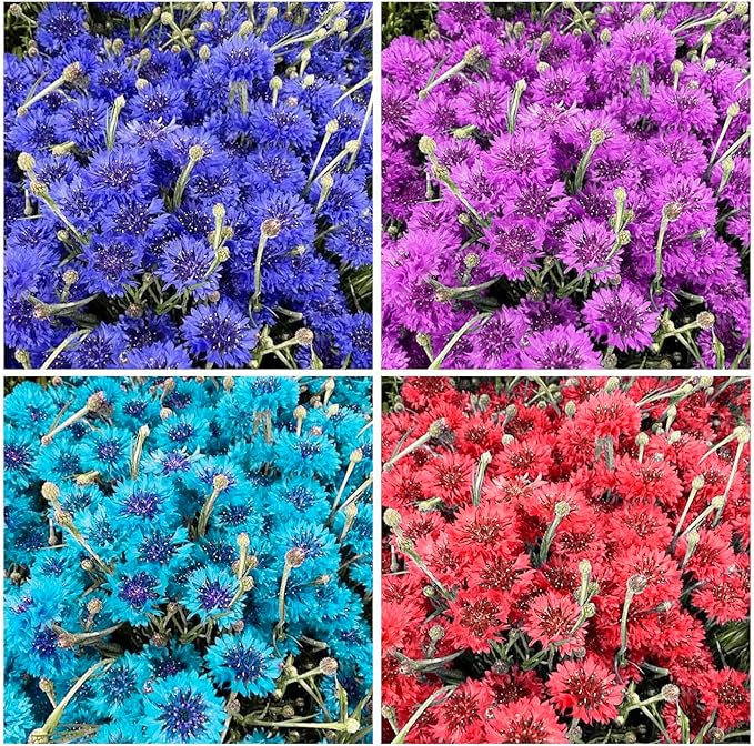 3200+ Mix Cornflower Seeds for Planting - Non-GMO Bachelor Button Flower Seeds Garden Outdoor,Perennial Plant Seeds