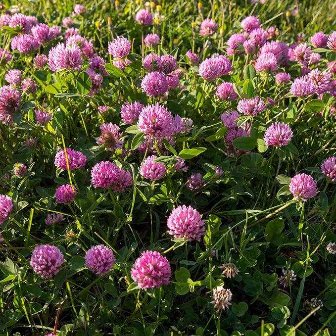Outsidepride Perennial Red Clover Seeds - 10 lbs. Self-Seeding, Nitrocoated, Inoculated Clover Seeds for Lawn, Yard, Forage, Pasture, Hay, Nitrogen Fixation, Soil Improvement & Crop Rotation Programs