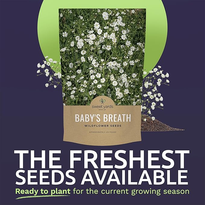 Showy Baby's Breath Seeds – Bulk Quarter Pound Bag – Over 80,000 Open Pollinated Non-GMO Wildflower Seeds – Gypsophila elegans – Quick Blooming White Flowers