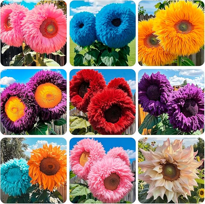 450+Mixed Sunflower Flower Seeds Bulk for Planting Outdoor Heirloom Non-GMO