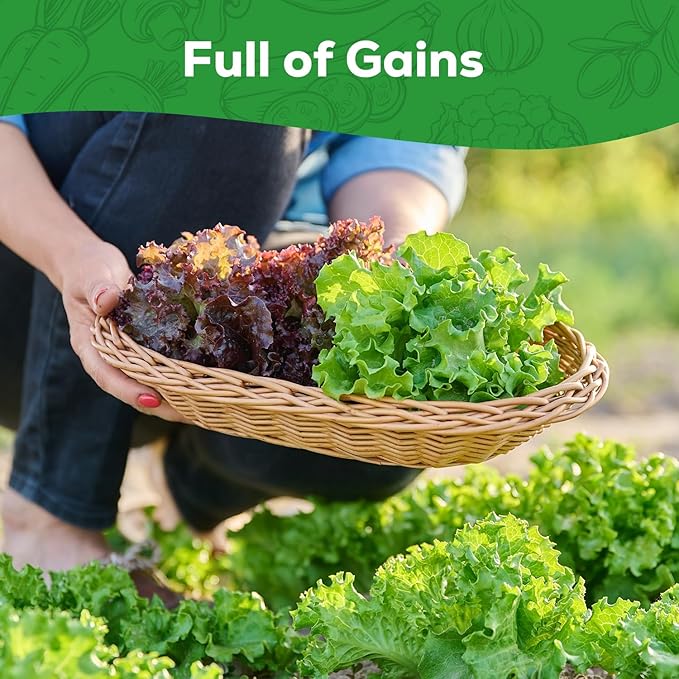 Heirloom Lettuce Seeds - 10 Varieties, Non-GMO Seeds for Planting - Includes Spinach, Kale, Arugula, Romaine, Iceberg, Buttercrunch & More, Home Garden & Hydroponic Seeds