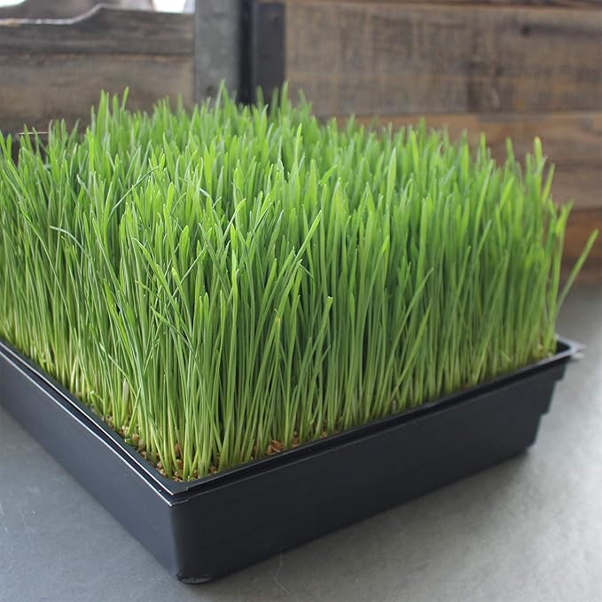 10-Pack 1020 Garden Growing Trays with Drain Holes - 10" x 20" Plastic Plant Trays with Holes - Wheatgrass Sprouting Tray, Microgreens Seed Tray, Hydroponic Trays, Nursery Flats, & Greenhouse Supplies