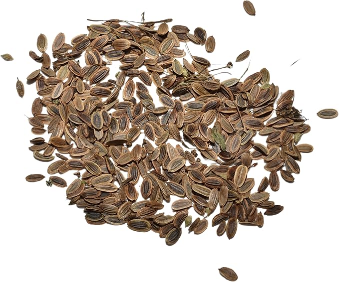Seed Needs Dill Seeds for Planting Bouquet Herbs - Non-GMO Heirloom & Untreated Herb Seed to Plant a Home Grown Indoor / Outdoor Garden (5 Packs)