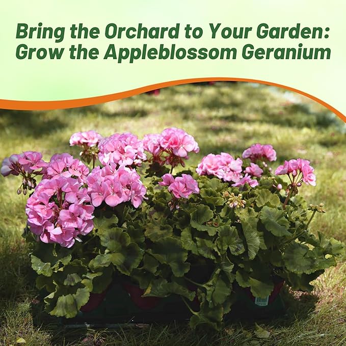 Outsidepride Appleblossom Geranium Seeds for Planting - 25 Pcs Annual, Heat & Drought Tolerant Flower Seeds with Green Foliage & Light Pink Blooms for Pots, Borders & Lush Summer Garden Displays