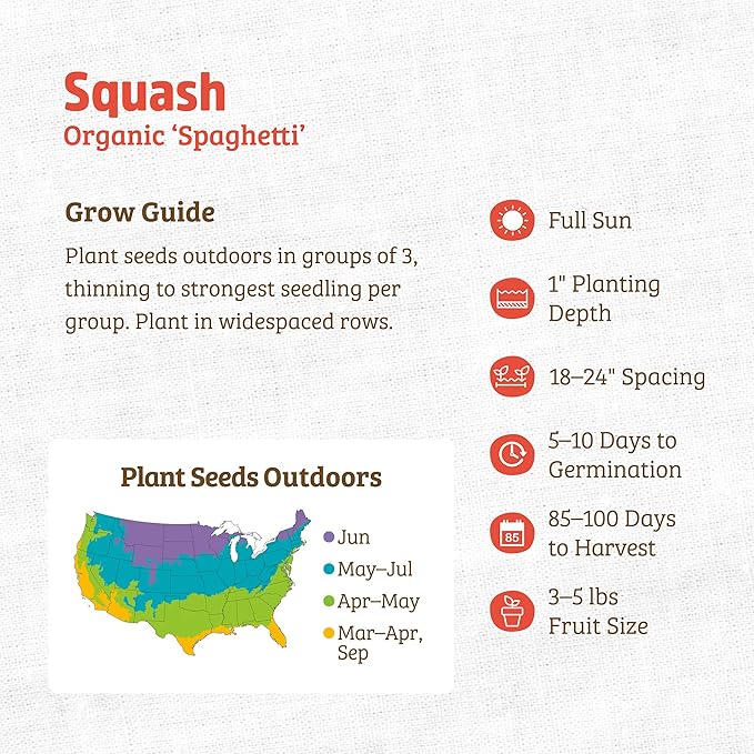 Back to The Roots 100% Organic Heirloom Seeds - Spaghetti Squash Seeds for Planting Value Pack (5.6g Total)