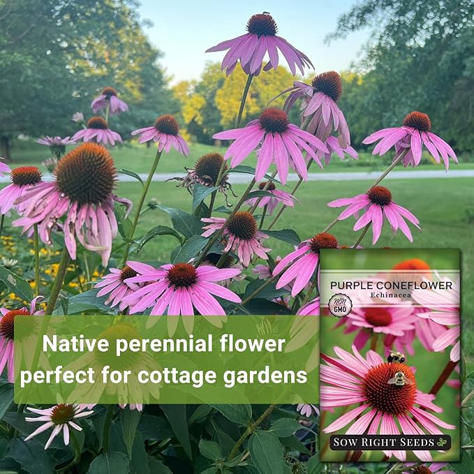 Sow Right Seeds - Purple Coneflower/Echinacea Flower Seeds for Planting - Non-GMO Heirloom - Plant for an Herbal Tea Garden - Attract Pollinators - Great Cut and Come Back Flower (1)