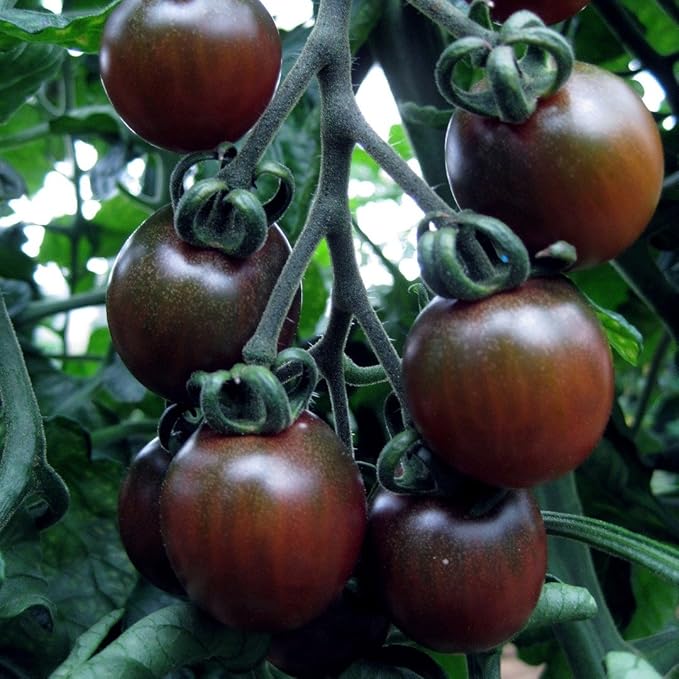 Seeds Black Cherry Tomato - Heirloom Vegetable - GMO Free