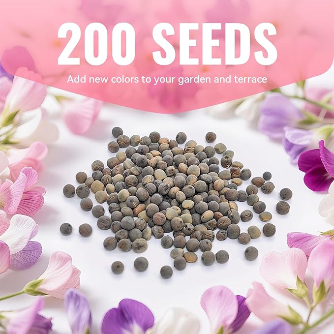 PLANTMEW Sweet Pea Seeds 200 Seeds - Non-GMO Heirloom Organic Seeds Brightly Colored Flowering Vines for Pergolas, Flower Beds, Balconies and Patios