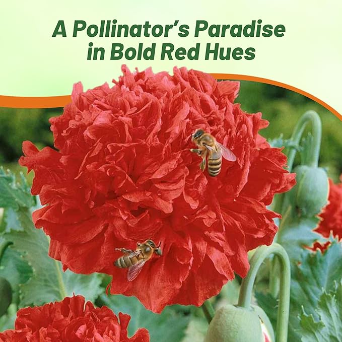 Outsidepride Peony Poppy Seeds for Planting - 10,000 Pcs Annual, Drought-Tolerant & Easy to Grow Wildflower Seeds with Vibrant Red Blooms for Landscaping, & Pollinator Garden