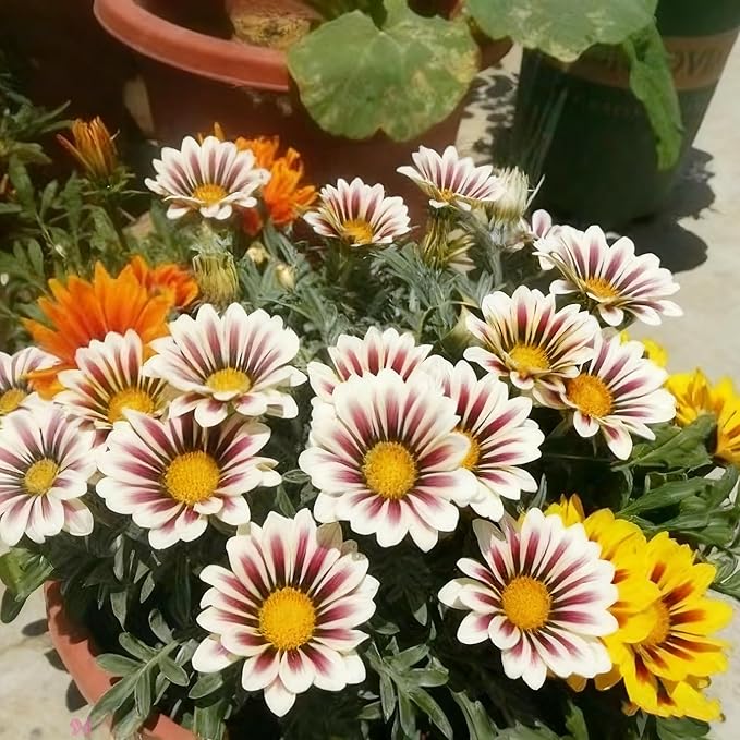 Gazania Daisy Flower Seeds for Planting, 100+ Mixed Gazania Seed, Perennial Flower, Non-GMO Heirloom Gazania Seeds for Garden Home