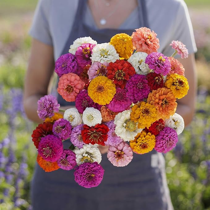 Eden Brothers Zinnia Seeds - Sprite Mix, Non-GMO Seeds for Planting, 1 oz | Low-Maintenance Flower Seeds, Plant During Spring, Zones 3, 4, 5, 6, 7, 8, 9, 10