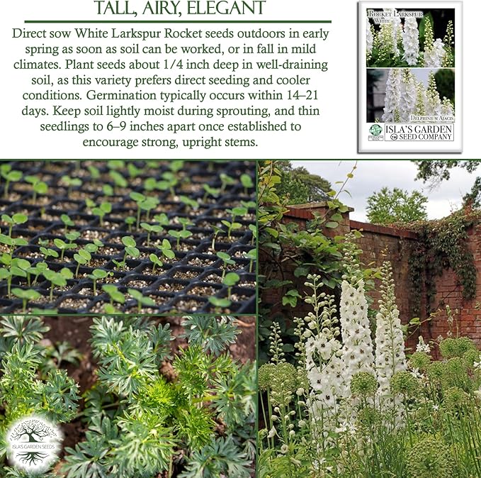 White Larkspur Rocket Flower Seeds (Delphinium ajacis) – 250+ Heirloom Non-GMO Seeds by Isla’s Garden Seeds, Tall Elegant Spikes, Cut Flower Garden Favorite, Cool-Season Annual Blooms, Gift Idea