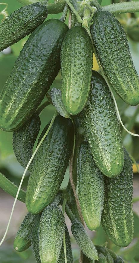 Seeds Vegetable Cucumber Envy of The Neighbors F1 Early for Pickling - 30 Seeds
