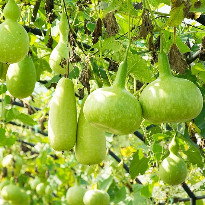 Calabash Gourd 1 Oz ~210 Seeds – Bottle Gourd Variety – 100 Days to Maturity – Non-GMO – Edible When Young or Dried for Crafts – Grows on Vines or Trellises