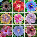 250+ Hibiscus Flower Seeds for Planting - Giant Flower Tropical Potted Plants Seeds Non-GMO Heirloom Seeds Fresh Perennial Exotic Plant Bonsai Seeds