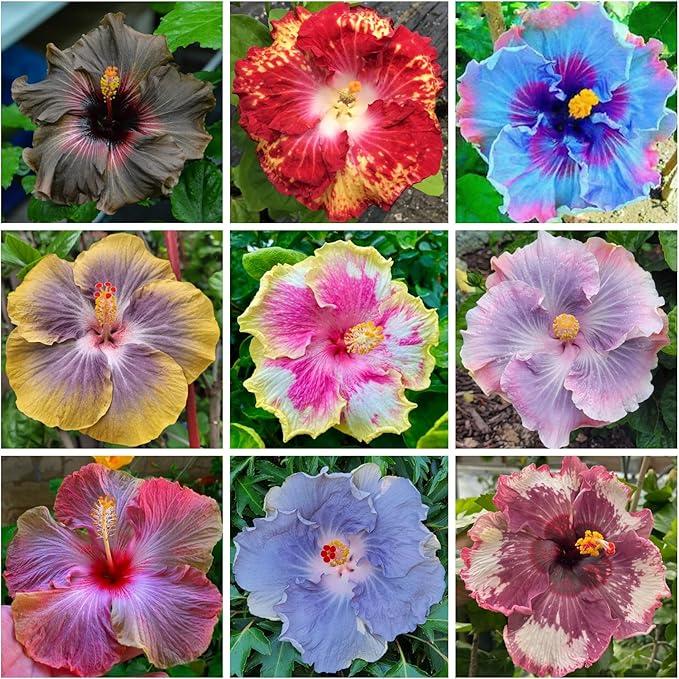 250+ Hibiscus Flower Seeds for Planting - Giant Flower Tropical Potted Plants Seeds Non-GMO Heirloom Seeds Fresh Perennial Exotic Plant Bonsai Seeds