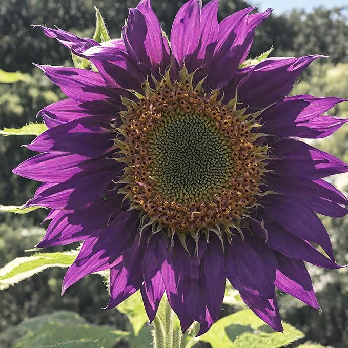 100 Seeds for Unique Purple Sunflowers - Giants Perennial Rare Blooms Outdoors