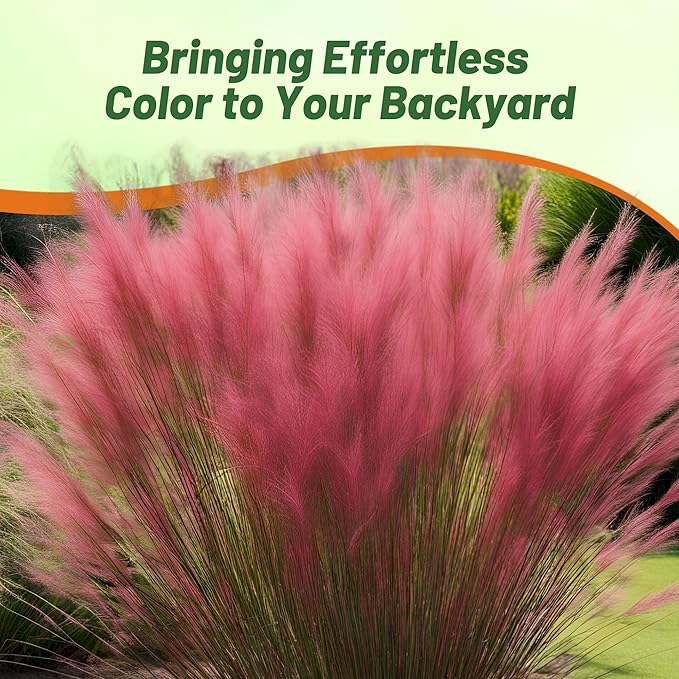 Outsidepride Ruby Muhly Ornamental Grass Seeds - 50 Pcs, Perennial, Drought Tolerant, Low Maintenance, Ornamental Tall Grass Plants, Fast Growing for Landscaping, Outdoor Garden, Privacy Plants
