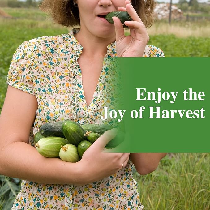 50 Straight Eight Cucumber Seeds - Heirloom Non-GMO USA Grown Vegetable Seeds for Planting in Trellises, Raised Beds, Space Gardens- Pickling and Slicing Cucumber