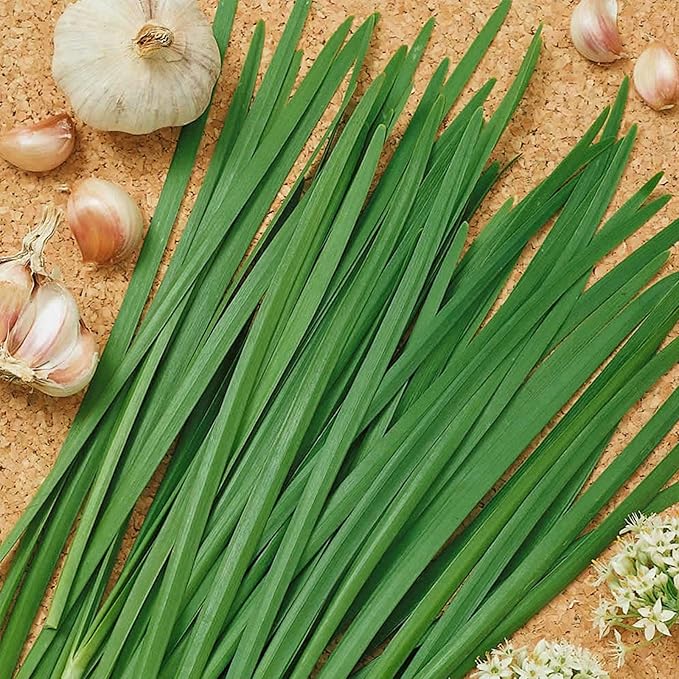Organic Chives, Garlic Herb Seed - 1/4 LB Bulk ~28,000 Seeds - Non-GMO, Open Pollinated, Heirloom, Vegetable Gardening, Herb & Microgreens Seeds