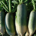 Radish Seeds - Chinese - Green Luobo Improved - 2 g Packet ~150 Seeds - Non-GMO, Heirloom - Asian Garden Vegetable & Microgreens