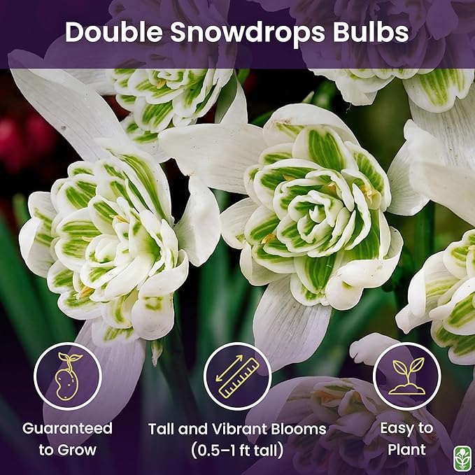 5 Double Snowdrops Bulbs - Top Size - Earliest Spring Blooms Thrive in Shade and Partial Sun - A Rare and Potected Specie in Holland
