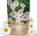 Shasta Daisy Alaska - Bulk 1/4 Pound Pouch - 100,000 Flower Seeds for Planting - Leucanthemum × superbum