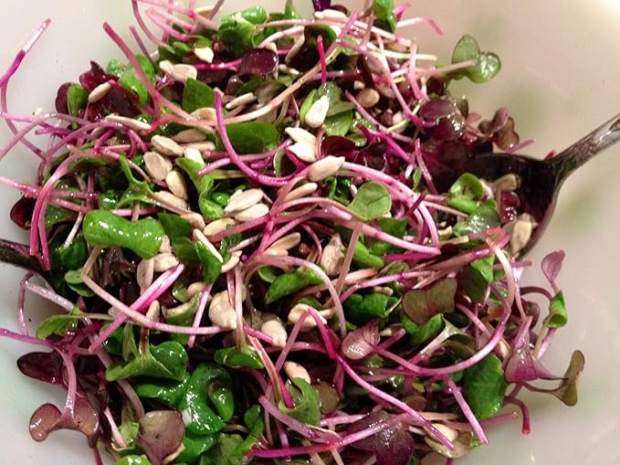 16 oz Megan's Sprouting Mix- Perfect blend of Mung Bean, Alfalfa, Broccoli and Radish Sprouting Seeds, Non-GMO, Country Creek LLC