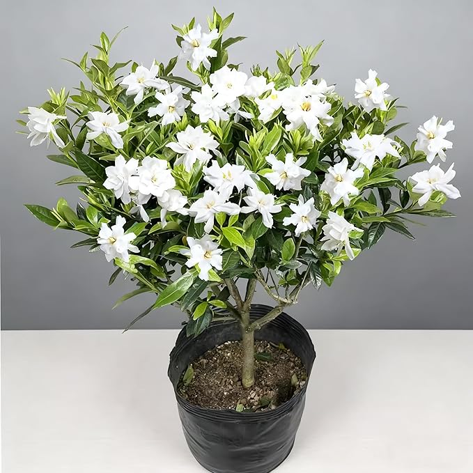 Gardenia Jasminoides Seed for Planting, 300+ Jasmine Climber Seeds, Perennial Plants, Non-GMO Heirloom Gardenia Jasminoides Seeds for Garden Home Outdoor