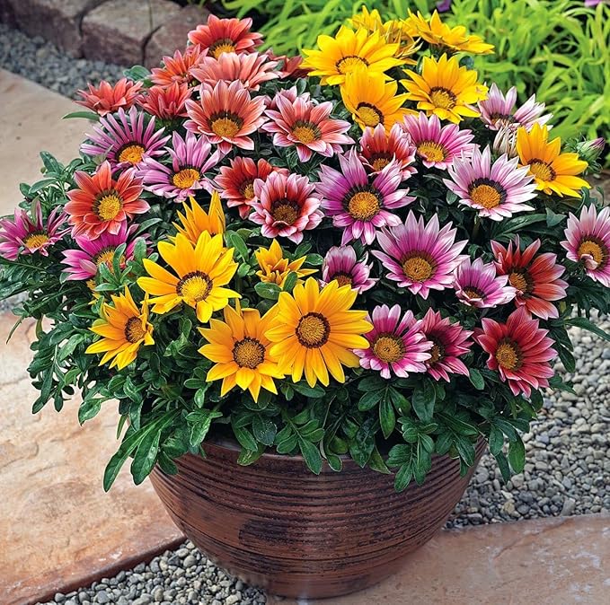 Treasure Flower Mix Seeds – Gazania Rigens | Perennial in Warm Climates, Annual Elsewhere | Drought-Tolerant & Long-Blooming