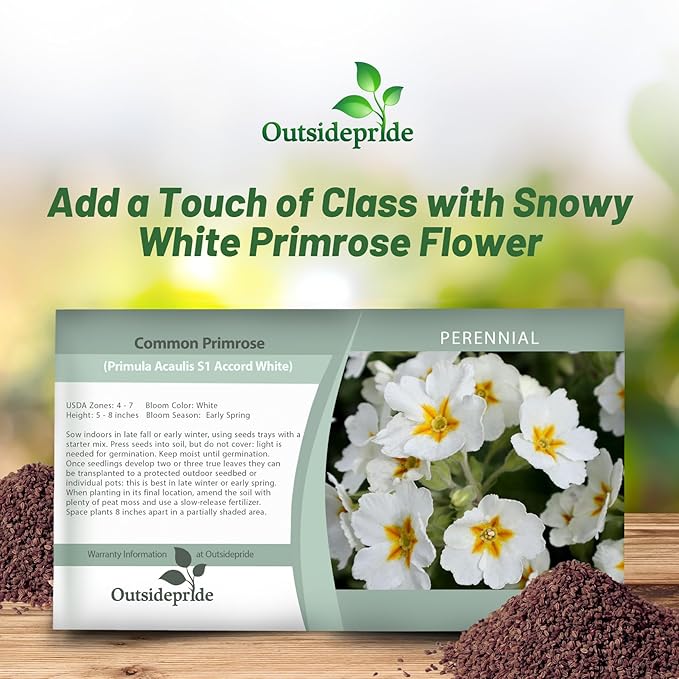 Outsidepride White Common Primrose Seeds - 200 Pcs Perennial, Hardy, Easy to Grow & Low Maintenance Flower Seeds for Planting Vibrant Soft Blooms, for Containers, Borders & Erosion Control
