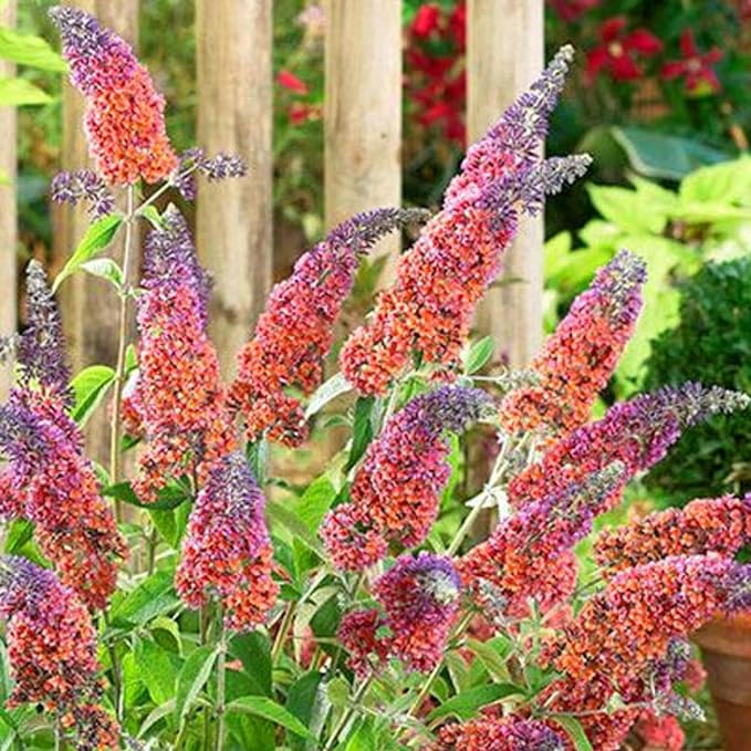 350+ Mix Butterfly Bush Seeds - Buddleia Davidii Flower Seeds Perennial, Drought-Tolerant & Low Maintenance Flower Seeds, Great for Pollinator Gardens